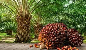 Palm Oil