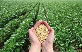 versatile legume crop Soybean