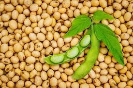 versatile legume crop Soybean