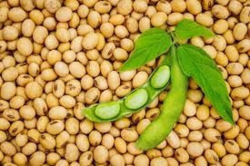 versatile legume crop Soybean