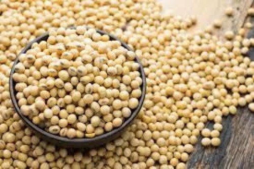 versatile legume crop Soybean