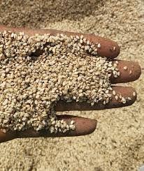 Sesame seed - Full of nutrients